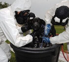 New Disaster Procedures Now Include Decontaminating Canines