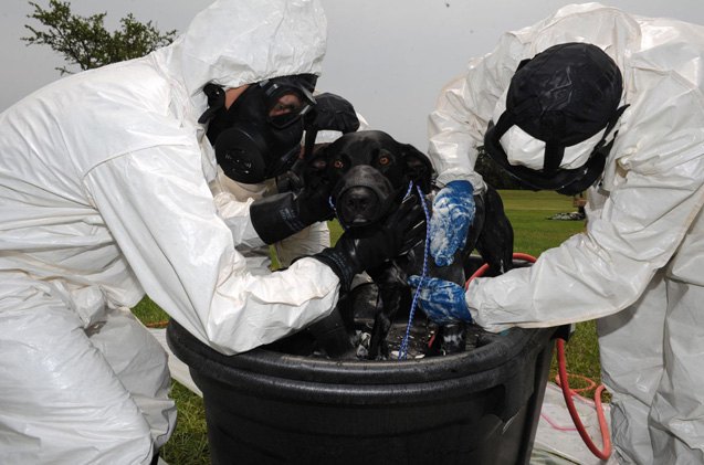 new disaster procedures now include decontaminating canines