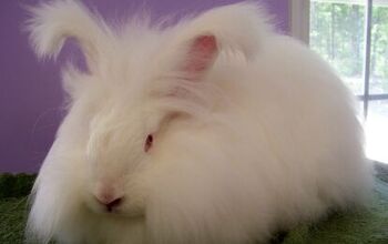 Satin Angora Rabbit Breed Information and Pictures - PetGuide.com ...