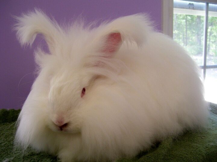 Giant Angora Rabbit Breed Information and Pictures - PetGuide.com ...