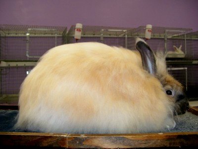 Crystal Angora French Angora Rabbit Size