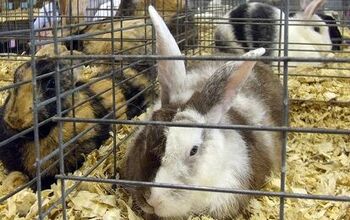 Sallender Rabbit Rabbit Breeds | PetGuide