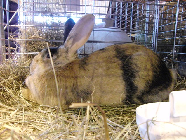 harlequin rabbit