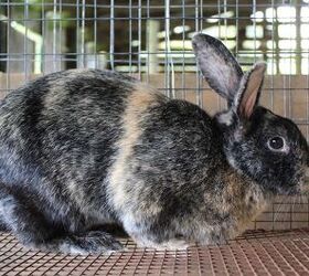 Japanese harlequin mini lop cheap