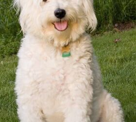 American eskimo cheap poodle mix