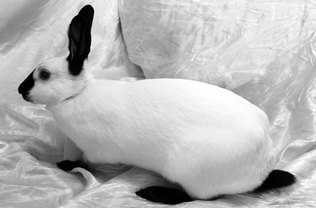Himalayan Rabbit Breed Information and Pictures - PetGuide.com | PetGuide