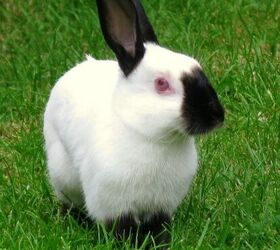 Himalayan Rabbit Breed Information and Pictures - PetGuide.com | PetGuide