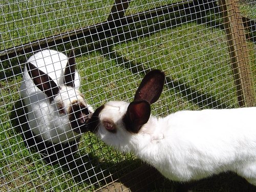 Himalayan Rabbit