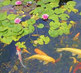 Fish Ponds Let You Take Your Hobby Outside