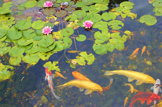 fish ponds let you take your hobby outside