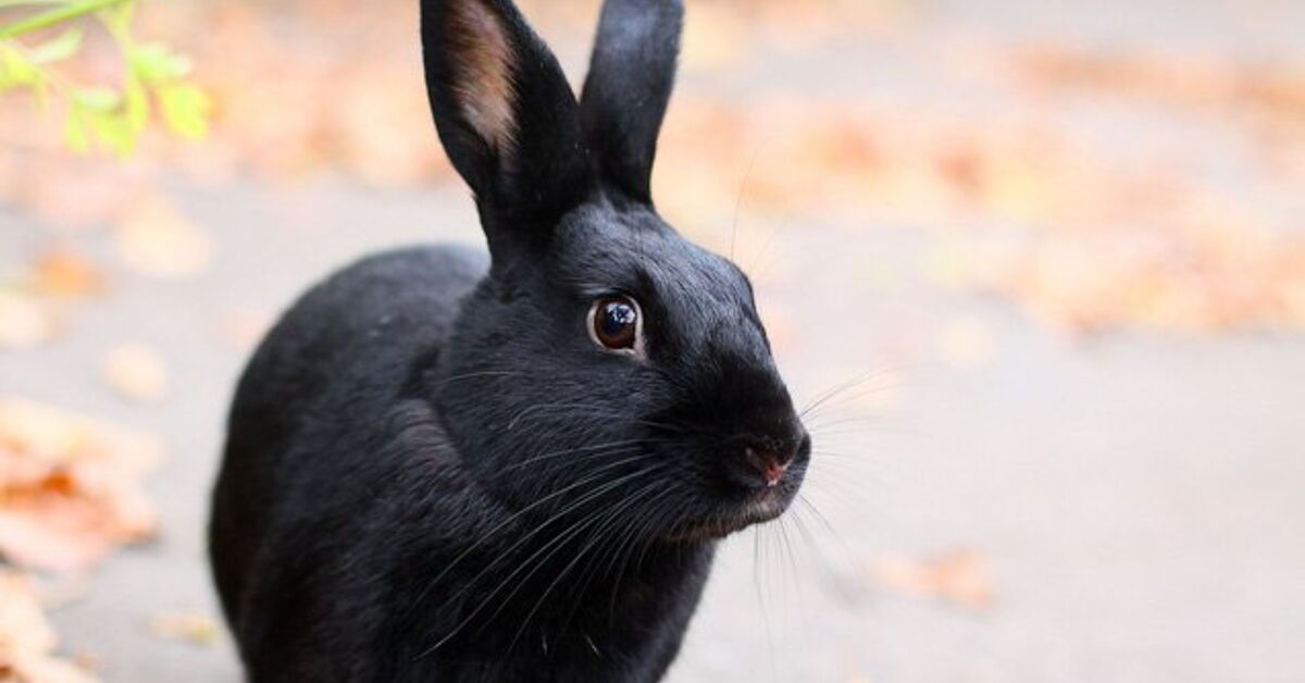 Black Rabid Rabbits Black Rabbit Breeds