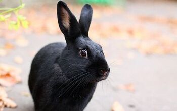 Sallender Rabbit Rabbit Breeds | PetGuide