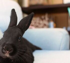 Black hot sale havana rabbit