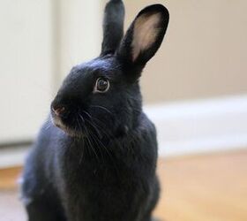 Havana Rabbit Breed Information and Pictures - PetGuide.com | PetGuide