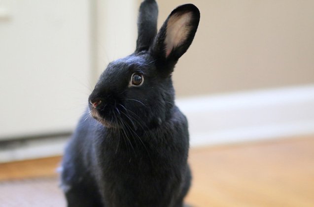 Havana Rabbit Breed Information and Pictures - PetGuide.com | PetGuide