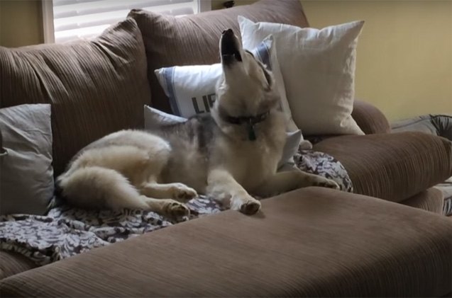 weekly roundup of the most awesome pet videos