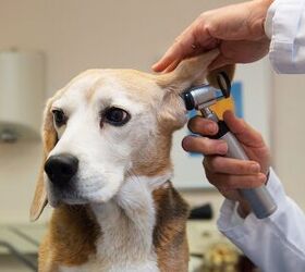 Why Do Dogs Get Ear Infections?