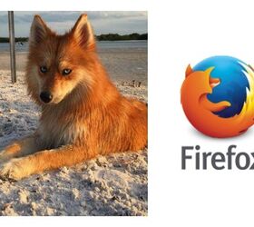 Meet Mya the Pomsky, a Real-Life Firefox!