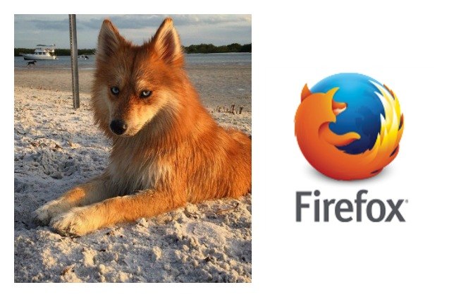 Firefox Real Life Meet Mya the Pomsky, a Real-Life Firefox! | PetGuide