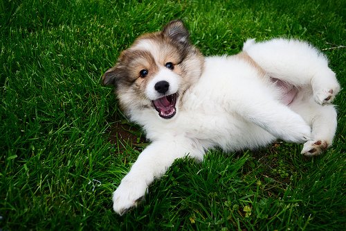 Eskland Dog American Eskimo Sheltie Mix For Sale American Eskimo