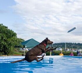 Dock Diving Dogs Are Making a Splash This Summer