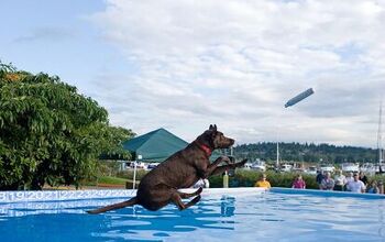 Dock Diving Dogs Are Making a Splash This Summer