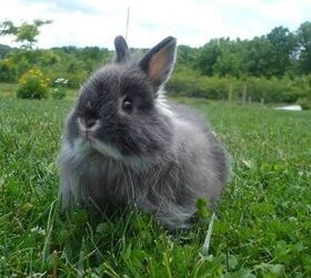 Jersey Wooly Rabbit Breed Information and Pictures 