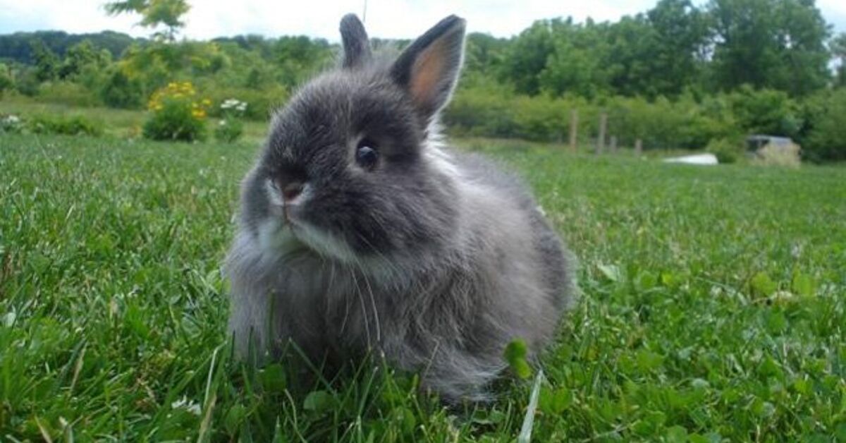 Jersey Wooly Rabbit Breed Information and Pictures - PetGuide.com ...