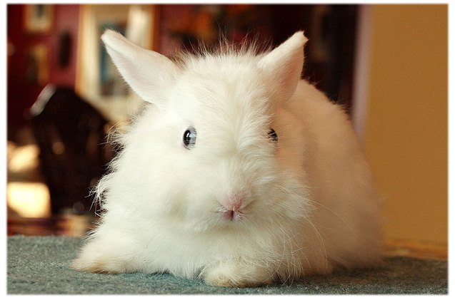 Jersey Wooly Rabbit Breed Information and Pictures - PetGuide.com ...