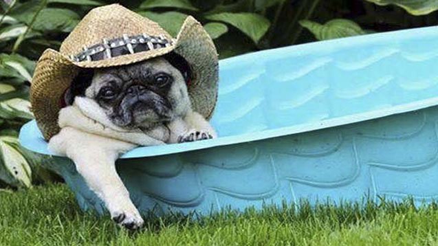 10 dogs who are as cool af this summer