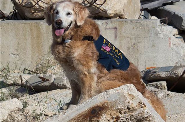 last surviving 9 11 search and rescue dog given hero s farewell