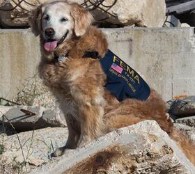 Last Surviving 9/11 Search and Rescue Dog Given Hero’s Farewell
