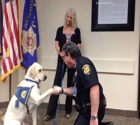 adorably distracted dog sworn in as k9 assistance pooch video