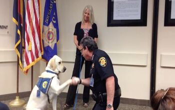 Adorably Distracted Dog Sworn in as K9 Assistance Pooch [Video]