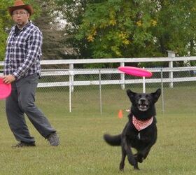 4 Pro Tips to Picking the Right Dog Disc