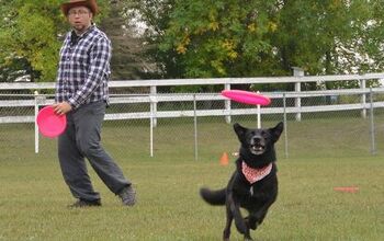 4 Pro Tips to Picking the Right Dog Disc
