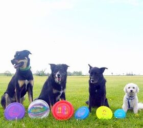 pro dog frisbee