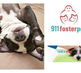 911FosterPets Connects At-Risk Pets and Temporary Foster Homes