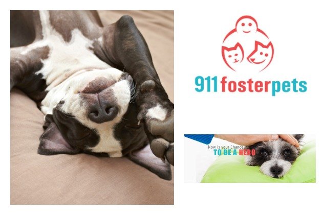 911fosterpets connects at risk pets and temporary foster homes