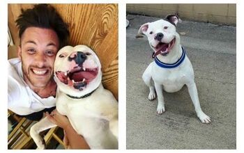 Newly Adopted Dog May Lose Forever Home Because of His Looks