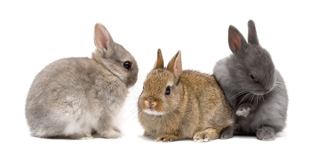 Netherland Dwarf Rabbit Breed Information and Pictures - PetGuide.com | PetGuide