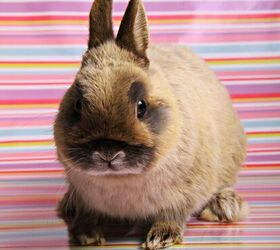brown dwarf bunny rabbits