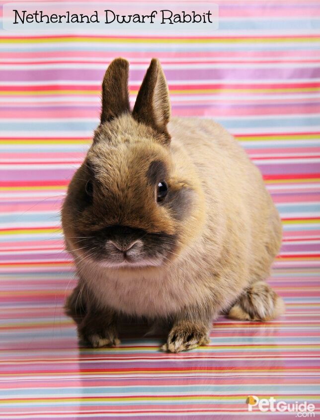 Netherland Dwarf Rabbit Breed Information and Pictures - PetGuide.com ...