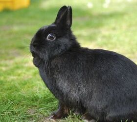 netherland dwarf bunnies care