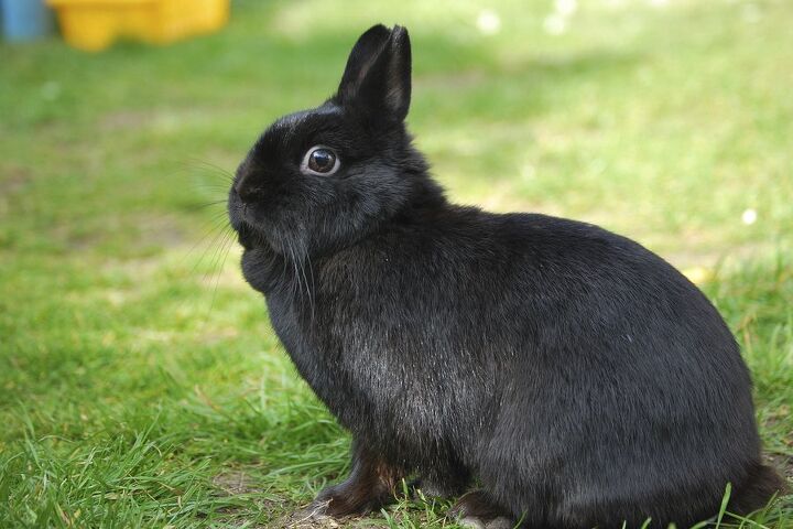 Dwarf rabbit netherland