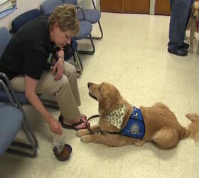 Chicago Comfort Dogs Head to Orlando Following Tragedy