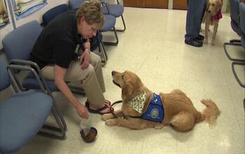 Chicago Comfort Dogs Head to Orlando Following Tragedy