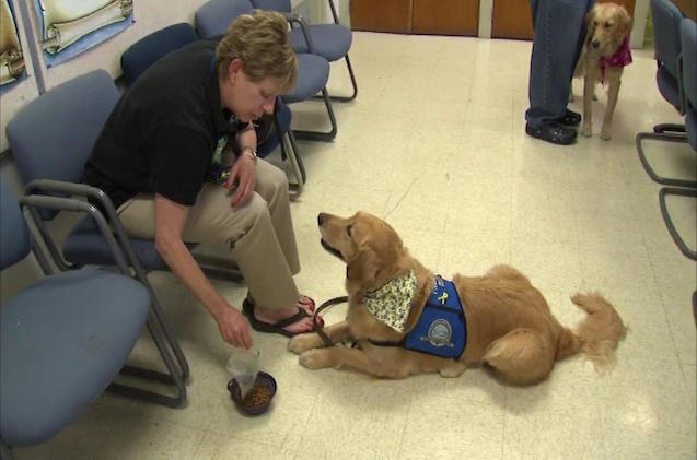 chicago comfort dogs head to orlando following tragedy