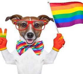 Ask The Hairy Dogfathers: Showing Off My Pooch Pride
