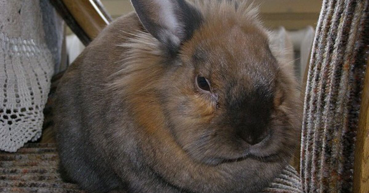 Polish Rabbit Breed Information and Pictures - PetGuide.com | PetGuide